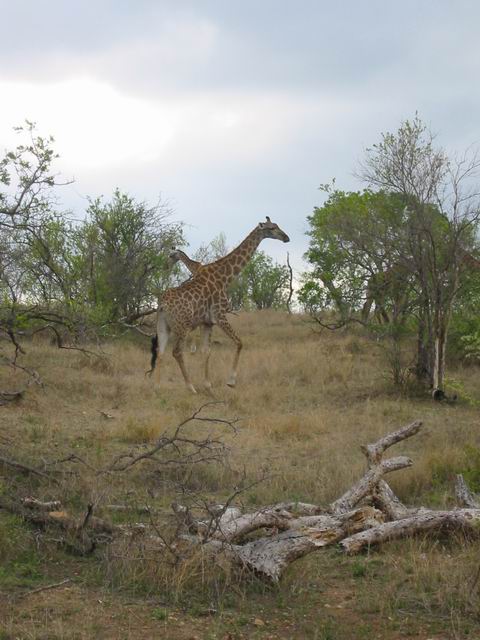 Image 1 of 78  -  55 kB