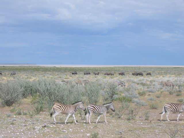 Image 42 of 78  -  46 kB