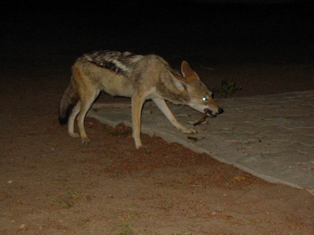 Image 45 of 78  -  36 kB