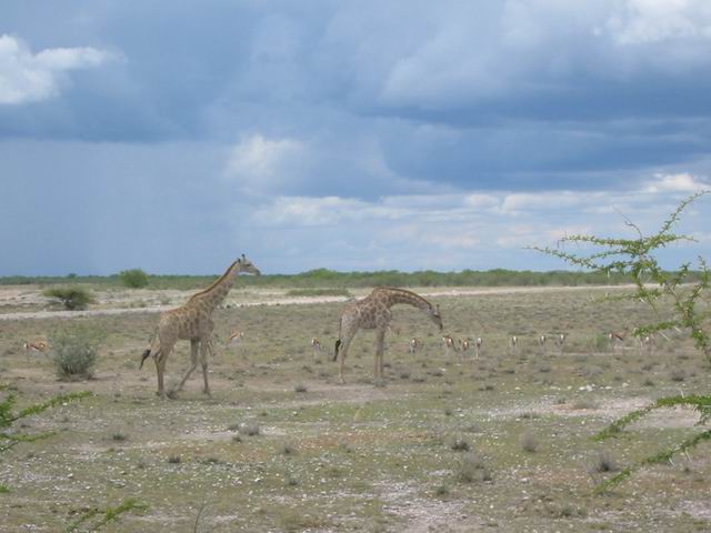 Image 52 of 78  -  42 kB