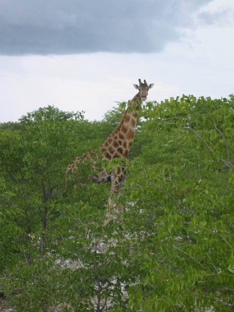 Image 54 of 78  -  48 kB