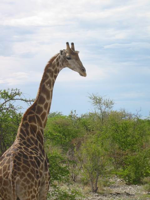 Image 56 of 78  -  49 kB