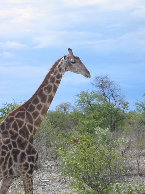 Image 57 of 78  -  52 kB