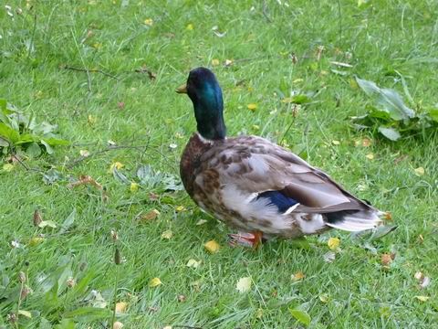 Image 20 of 36  -  54 kB