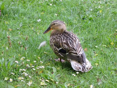 Image 22 of 36  -  61 kB