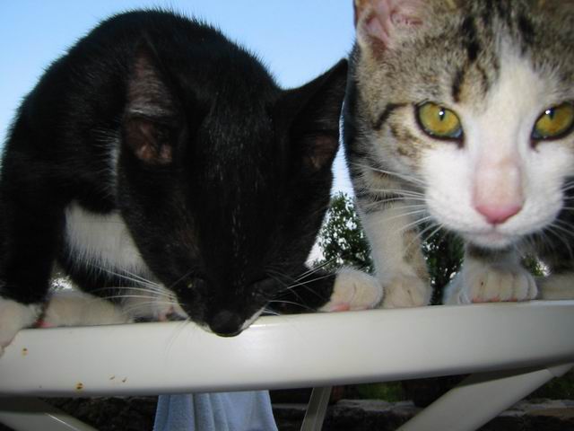 Image 100 of 186  -  38 kB