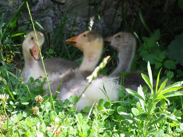 Image 112 of 186  -  67 kB